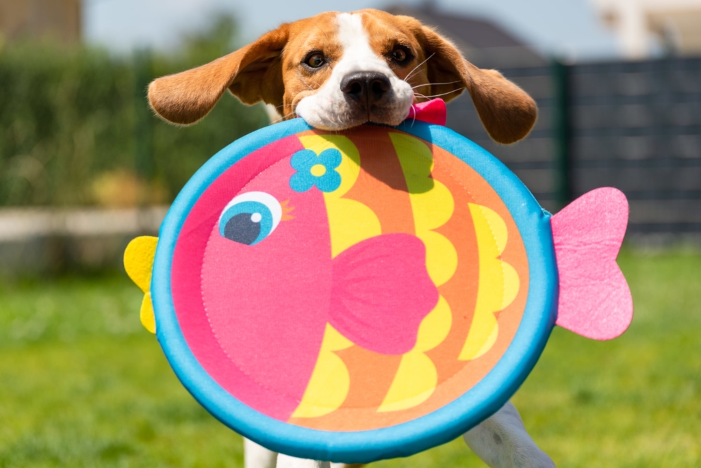 愛犬のしつけに！知育玩具おすすめ12選｜お留守番・雨の日のストレス解消にも