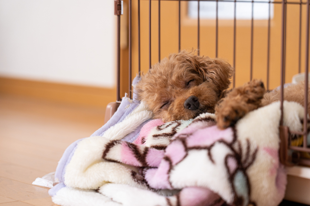 おしゃれ！小型犬ケージのおすすめ15選｜折りたたみやコンパクトタイプも