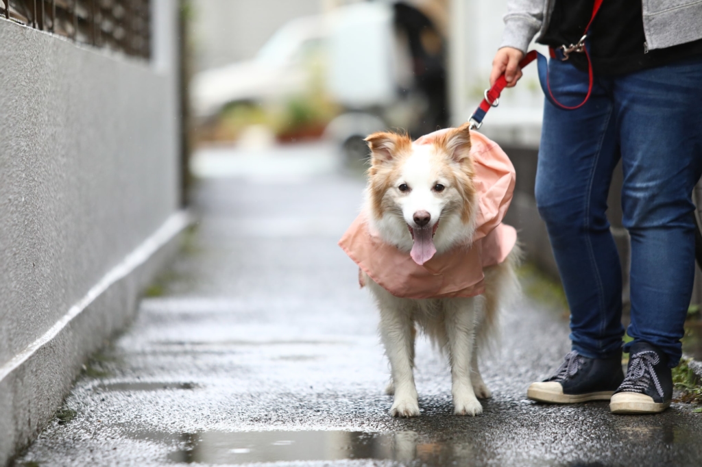 【大型犬】レインコートおすすめ11選｜簡単＆おしゃれなポンチョタイプも